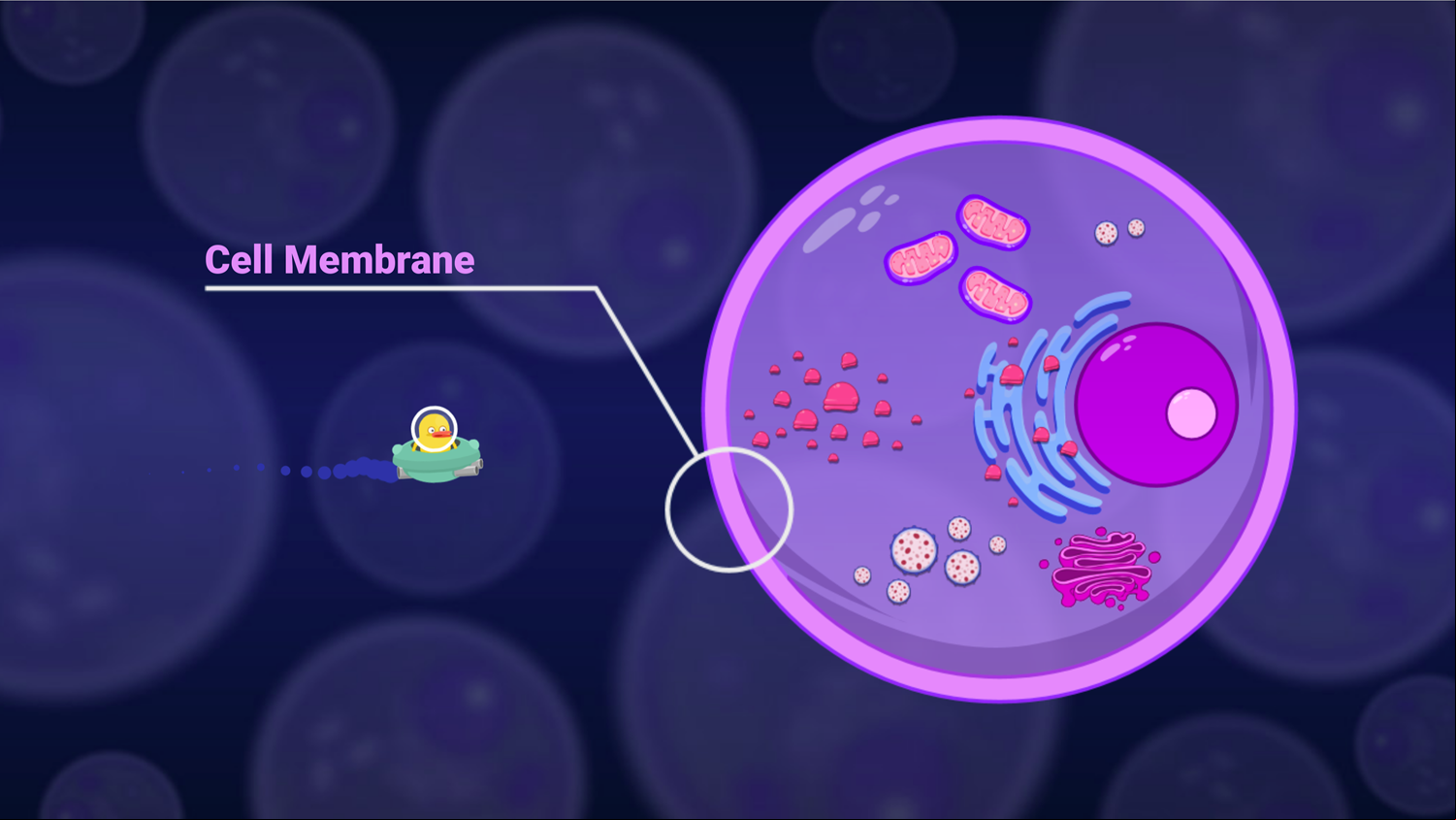 DocDuck Parts of the Cell Game Cell Membrane Screenshot.