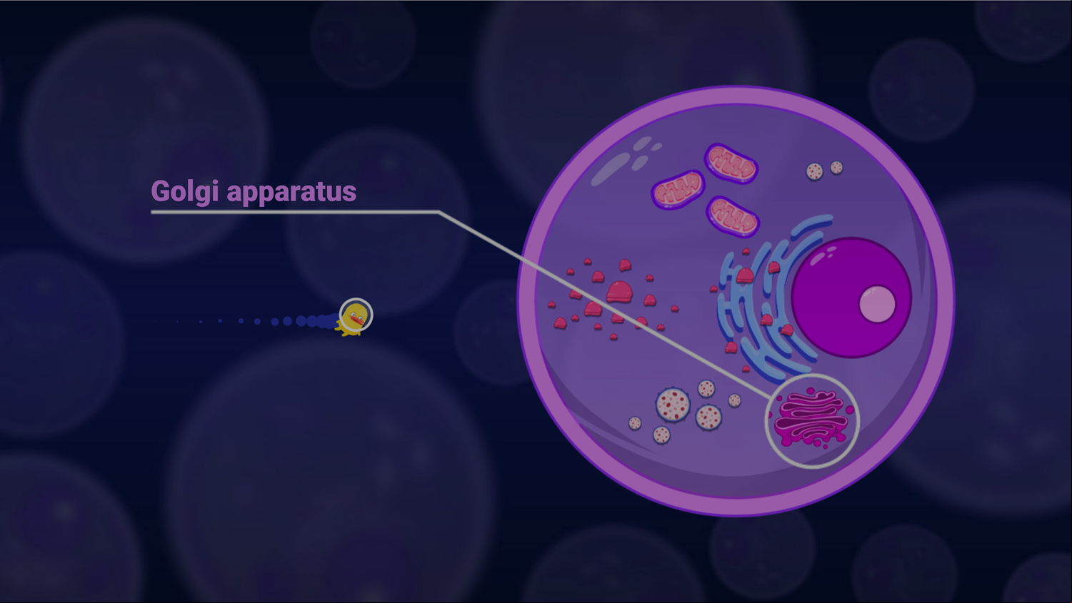 DocDuck Parts of the Cell Game Golgi Apparatus Screenshot.